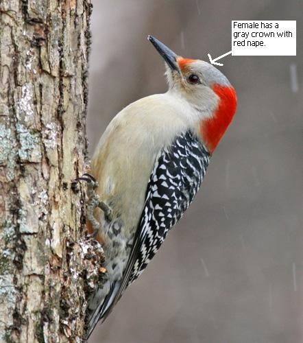 best of A redhead of woodpecker Picture