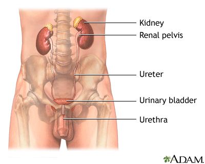 Oldie reccomend Urine remains in bladder after peeing