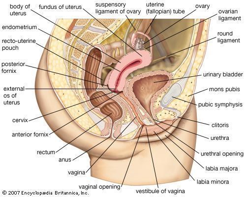 FLAK reccomend Anatomy of human clitoris