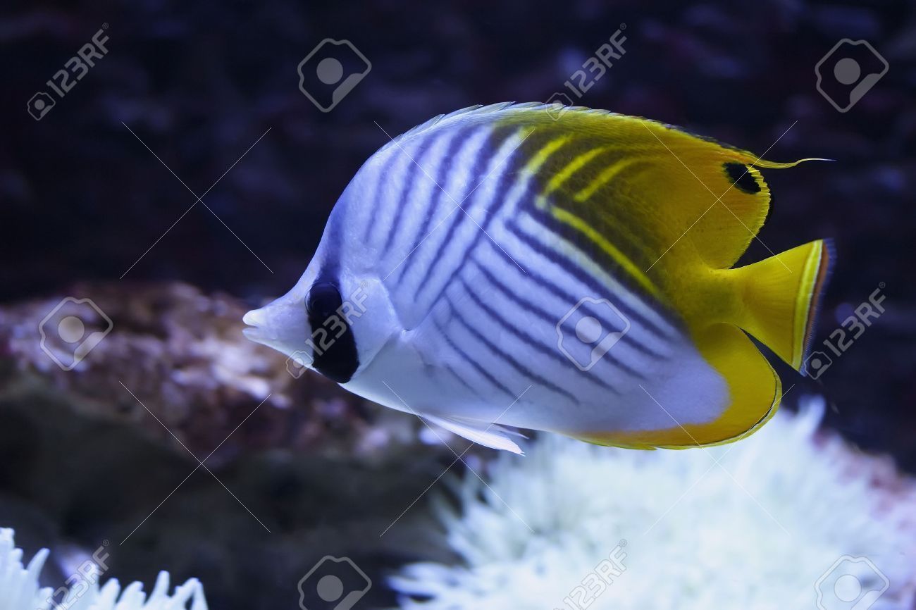 Home P. reccomend Black yellow striped fish