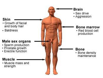 Male sex organ research
