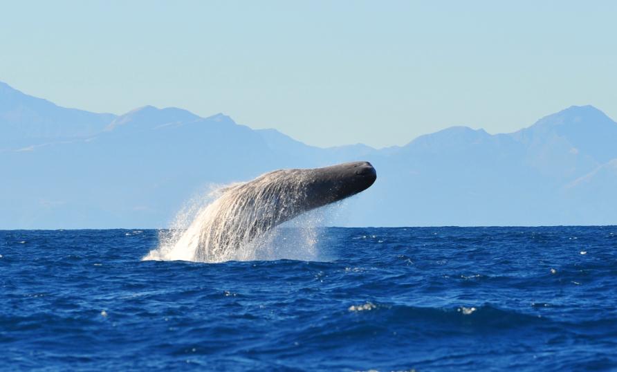 best of Lobtailing Sperm whale