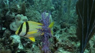 Black yellow striped fish