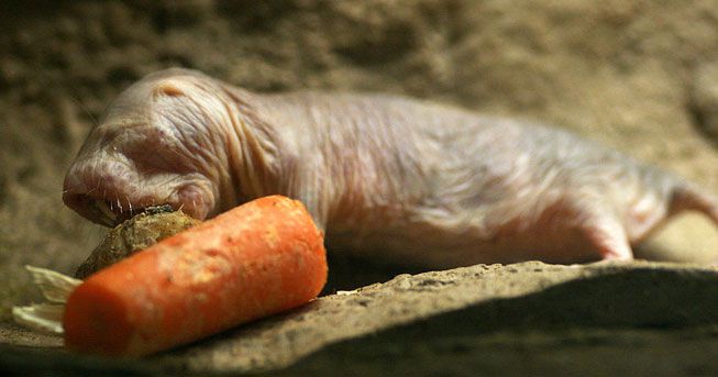 Miss G. reccomend Food of the naked mole rat