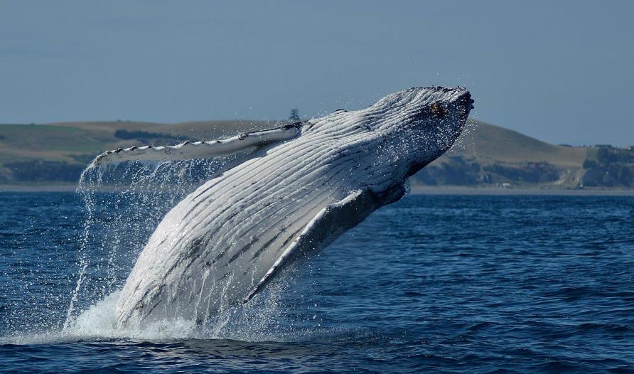 Sperm whale lobtailing