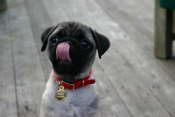 Jam J. reccomend Why do pugs lick so much