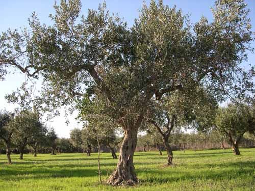 Fruiting olive tree mature size