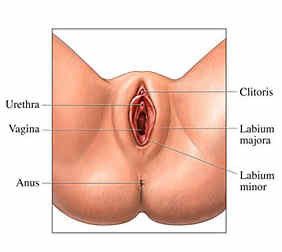 Lumber reccomend Vulva and perineum