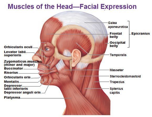 Facial muscle attachments