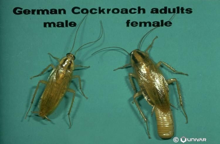 How often do cock roaches multiply