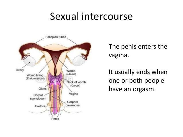 best of Inside a A penis vagina going