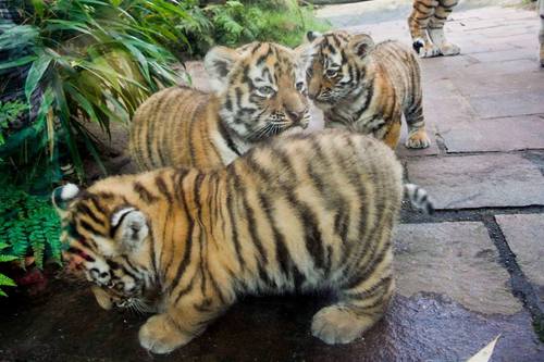 best of Chubby cubs Young