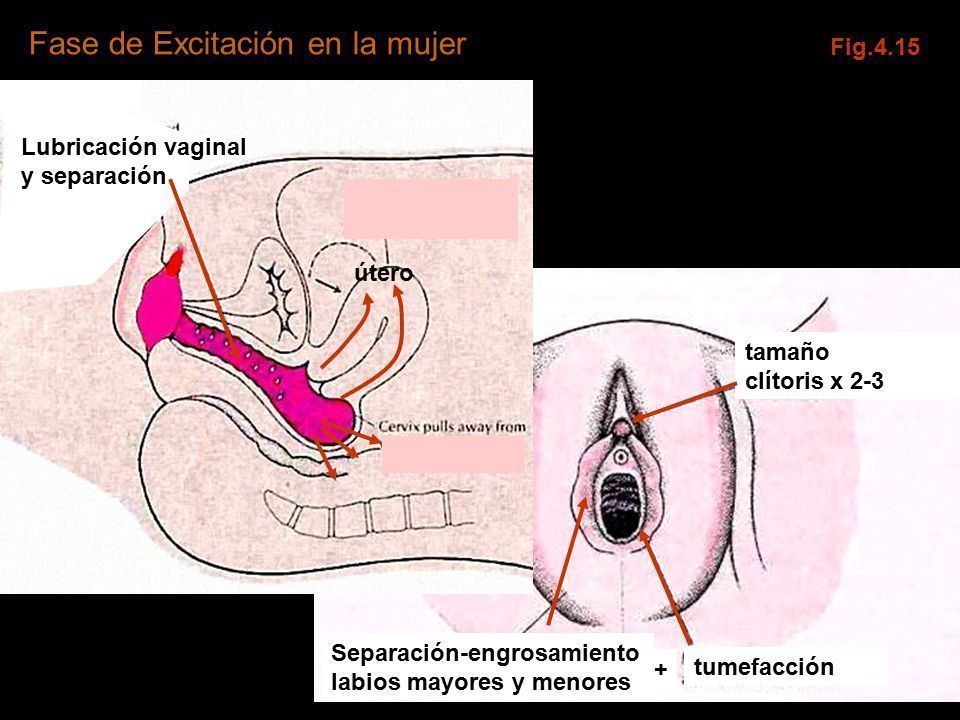 El clitoris de la mujer