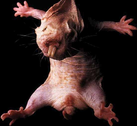 Bambi reccomend Food of the naked mole rat