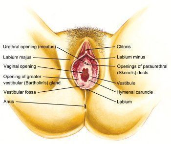 Tator T. reccomend Where is the clitoris located