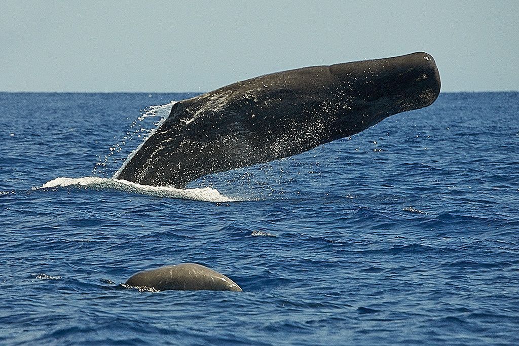 Sperm whale lobtailing