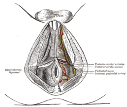 best of Anus above Grays illustration anatomy