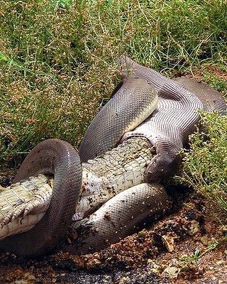 best of Python Snake upskirt