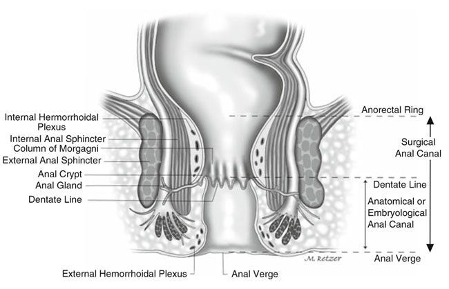 Grays anatomy illustration above anus