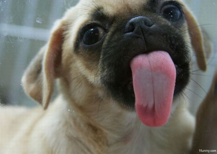 Why do pugs lick so much