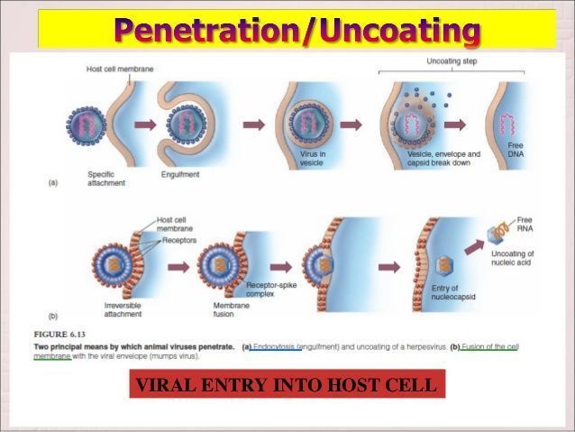 best of Virus Penetration of