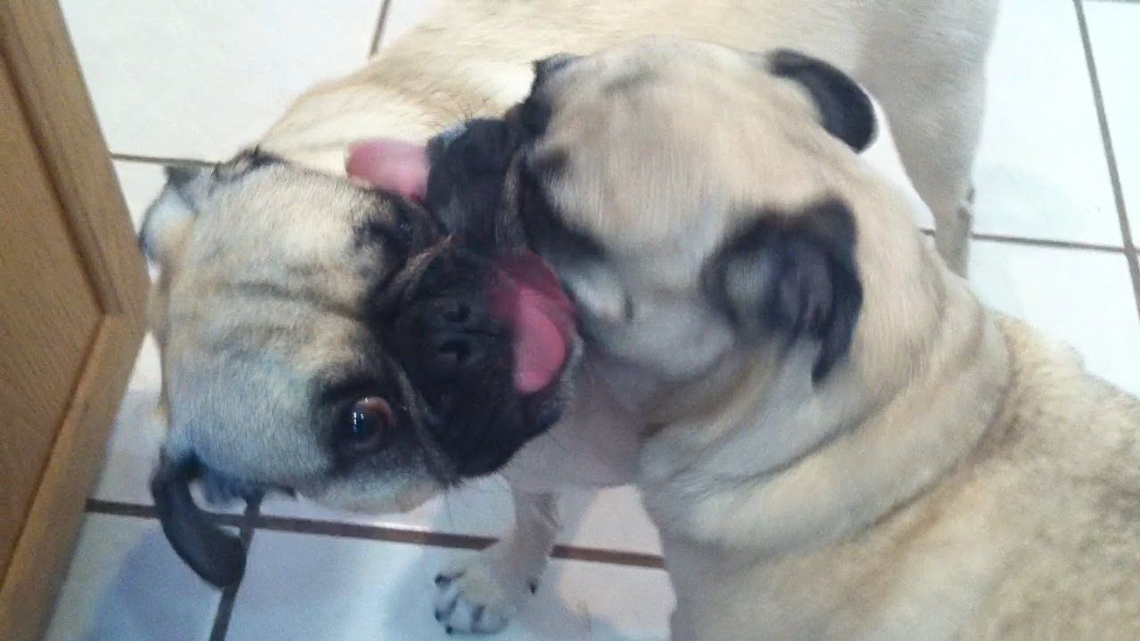 best of Do pugs so much lick Why