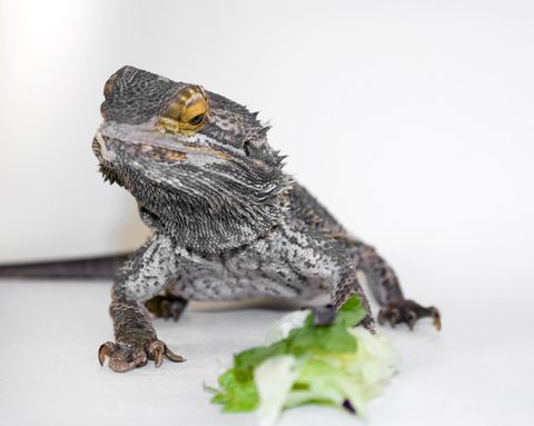 Butch reccomend Adult bearded dragon food