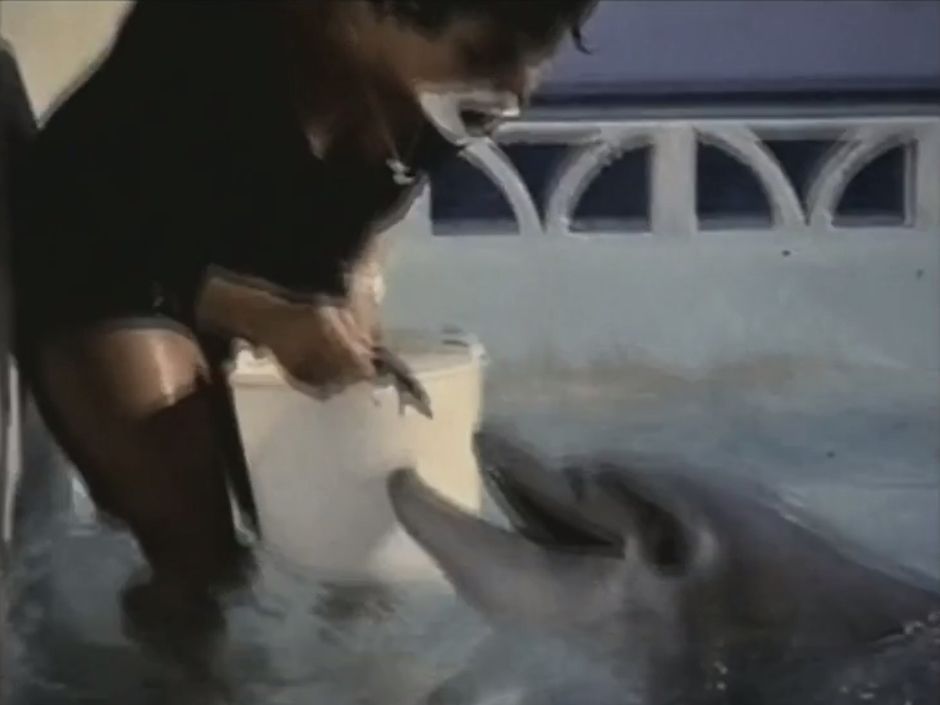 best of Trainer dolfin Dolphin oral sex