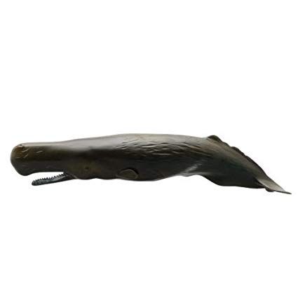Reno reccomend Sperm whale used for leather