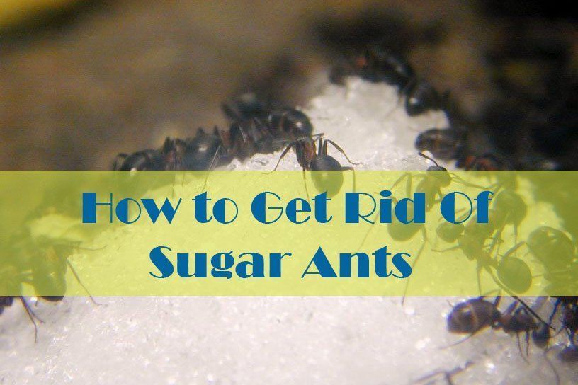 Troubleshoot reccomend Rid of piss ants