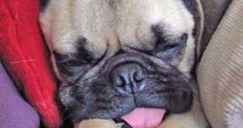 Power S. reccomend Why do pugs lick so much