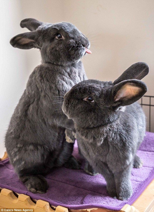 Erotic review rabbits