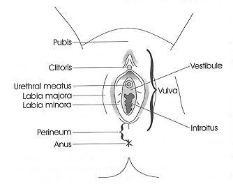 Vulva and perineum