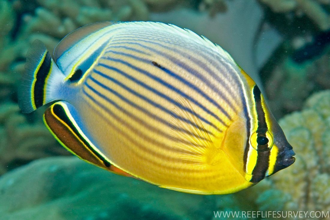 Dart reccomend Info on the striped butterfly fish