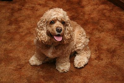 Pictures of adult toy cocker spaniel