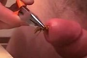 best of Clit Insect sting