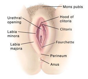 Congo reccomend Where is the clitoris located