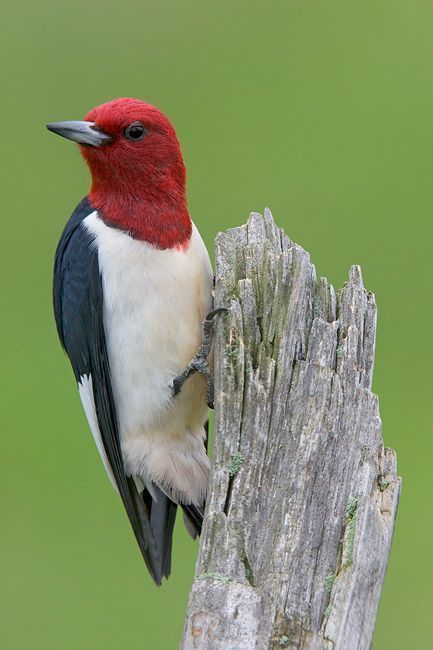 Rover reccomend Picture of a redhead woodpecker
