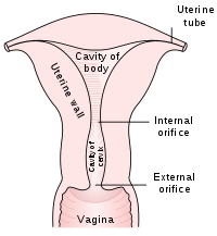 Biggest vagina wiki