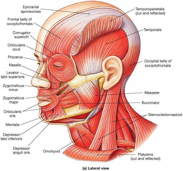 C-Brown reccomend Facial muscle attachments