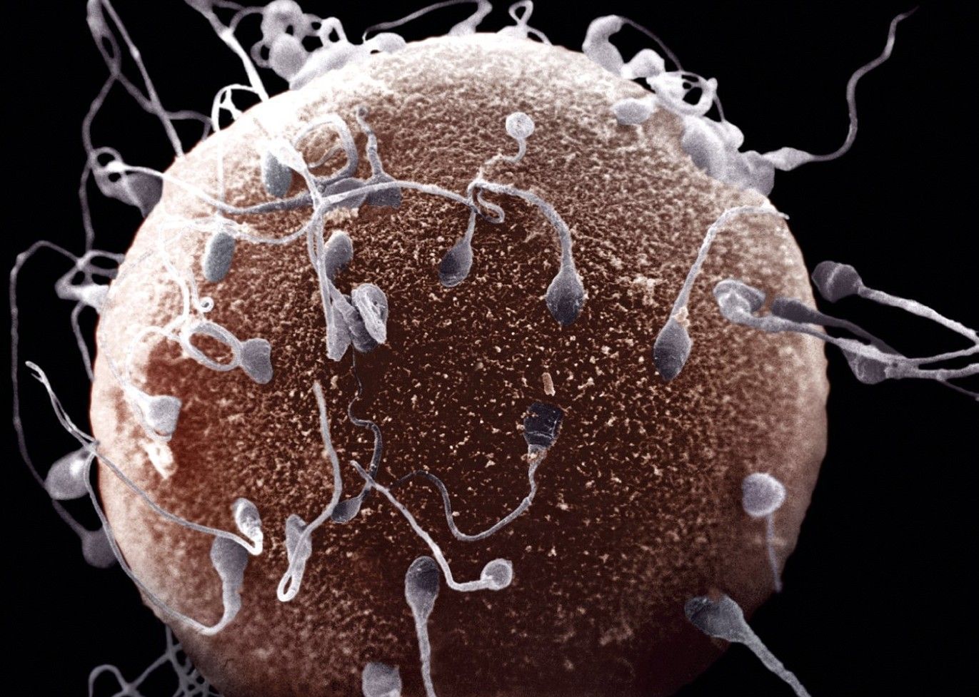 How sperm live in vagina