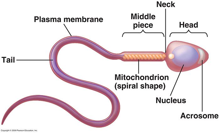 best of Of sperm testosterone x low y Concentration