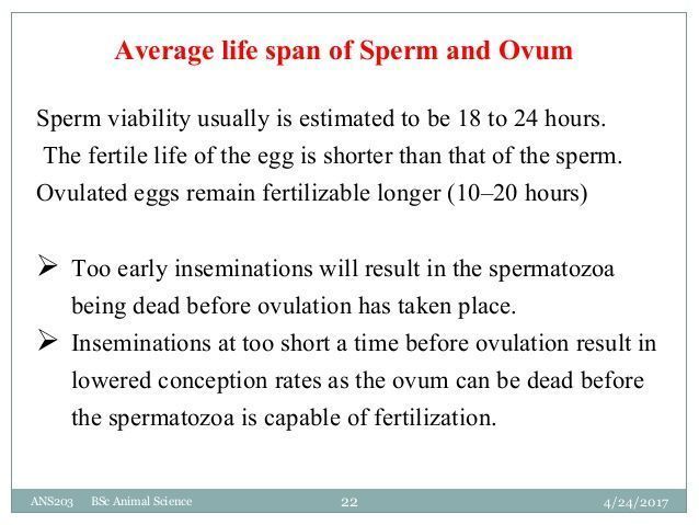 Sperm lifespan conception