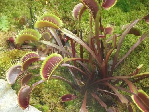 Hose reccomend Asian pitcher plant life cycle