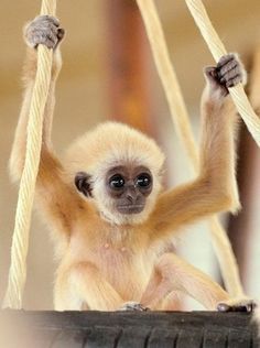 Shag swinging monkeys napkin