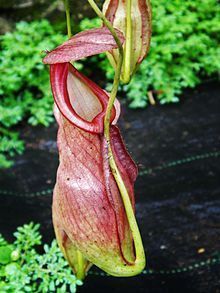 Asian pitcher plant life cycle