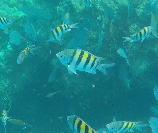 Black yellow striped fish