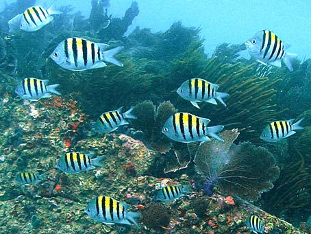 best of Fish Black yellow striped