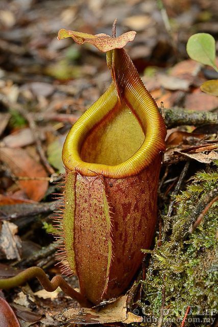 Asian pitcher plant life cycle