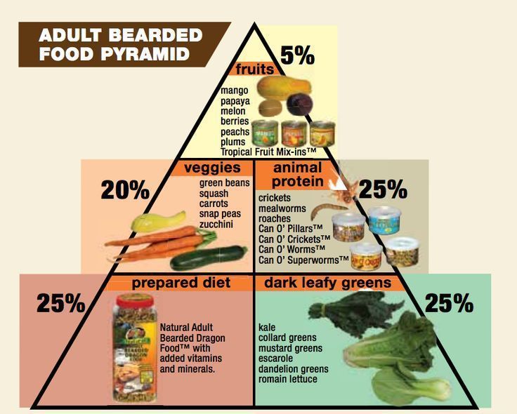 best of Bearded dragon food Adult